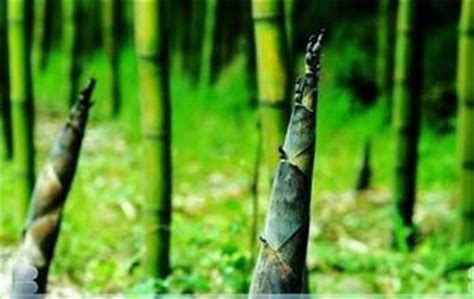 金的功效 竹子生長方式